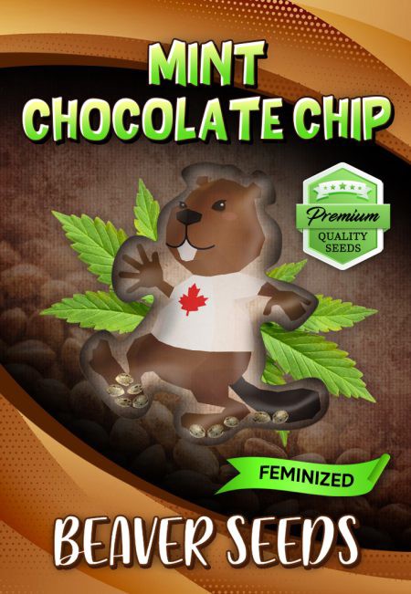 Mint Chocolate Chip-image