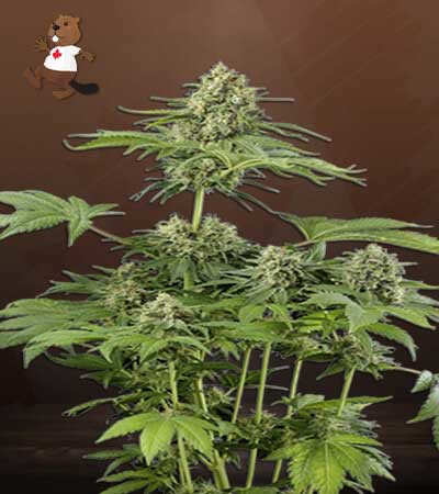 Moby Dick-image