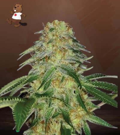 Monkey OG-image