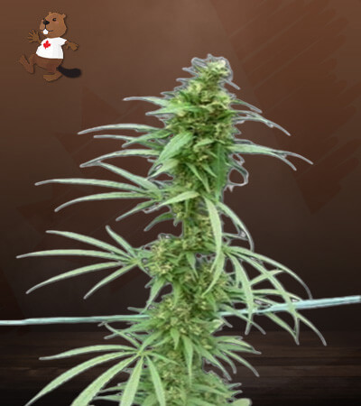 Neville’s Haze-image