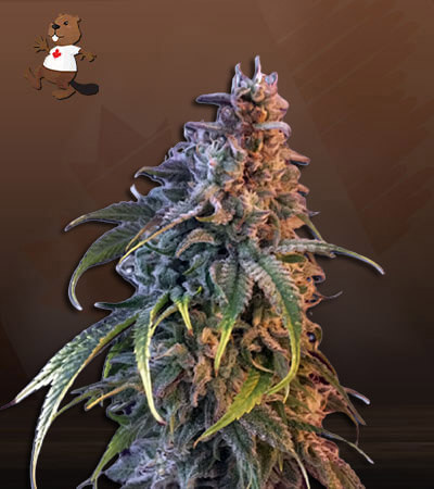 Nuken-image