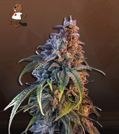Nuken