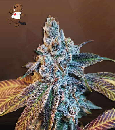 OG Banana Punch-image