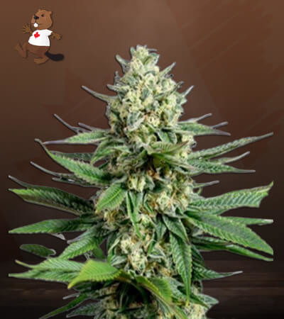 OG Kush Fast Version-image