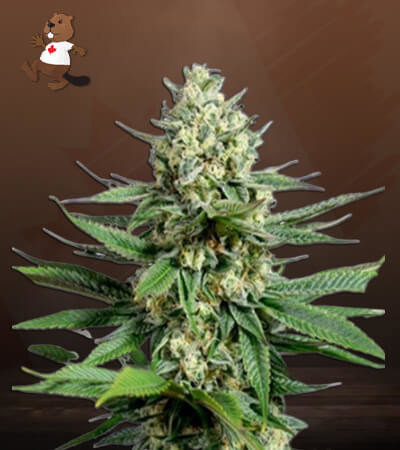 OG Kush Fast Version