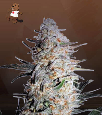 OG Punch