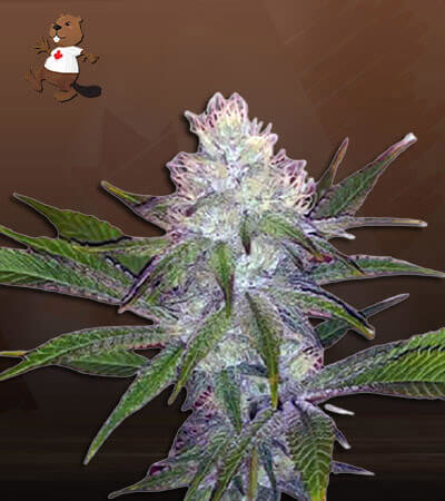 OG Wedding Cake