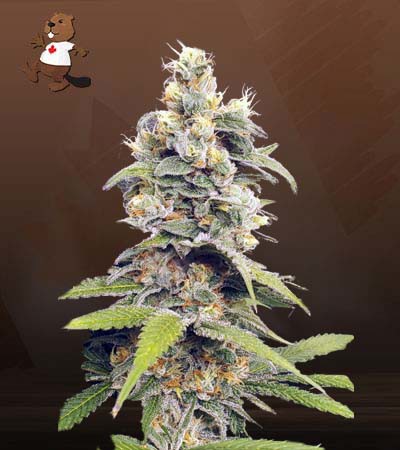 Orange Creamsicle-image