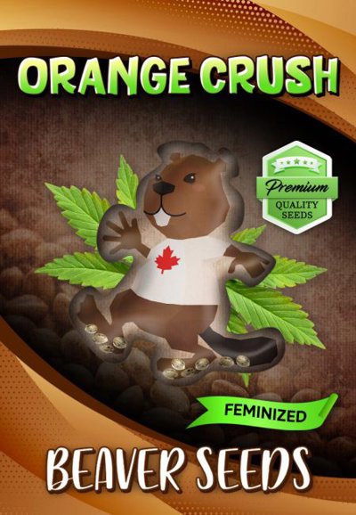 Orange Crush