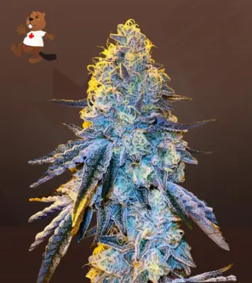 Papaya Autoflowering
