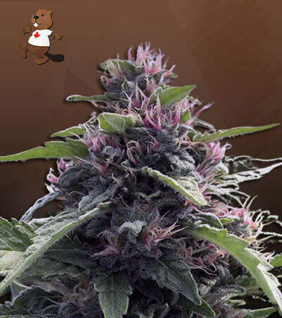 Papaya Glue