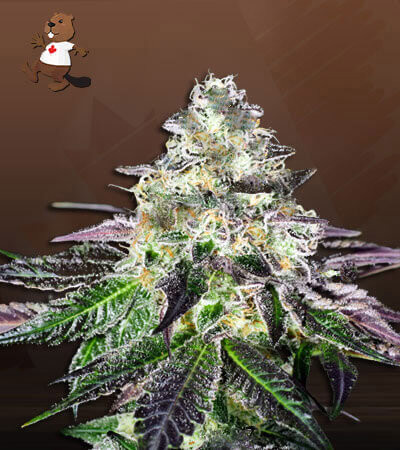 Peanut Butter Haze-image