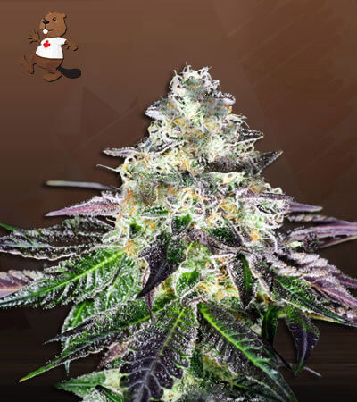 Peanut Butter Haze