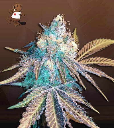 Phantom Cookies
