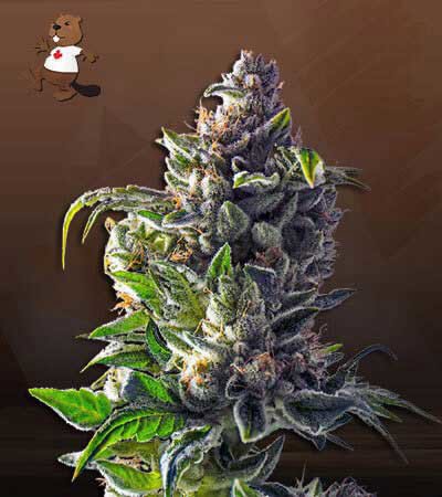 Pineapple Express