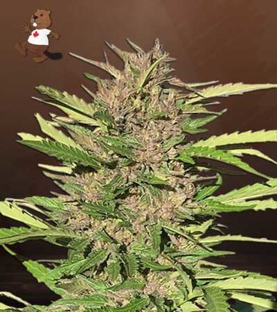 Pure Indica-image