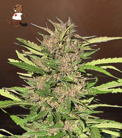 Pure Indica