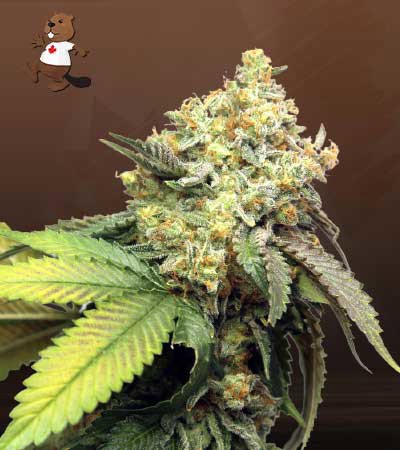 Pure Kush