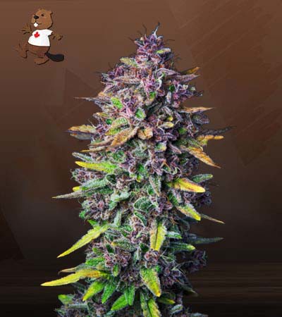 Purple Punch Autoflowering