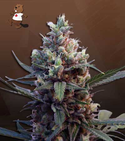 Redwood Kush Fast Version
