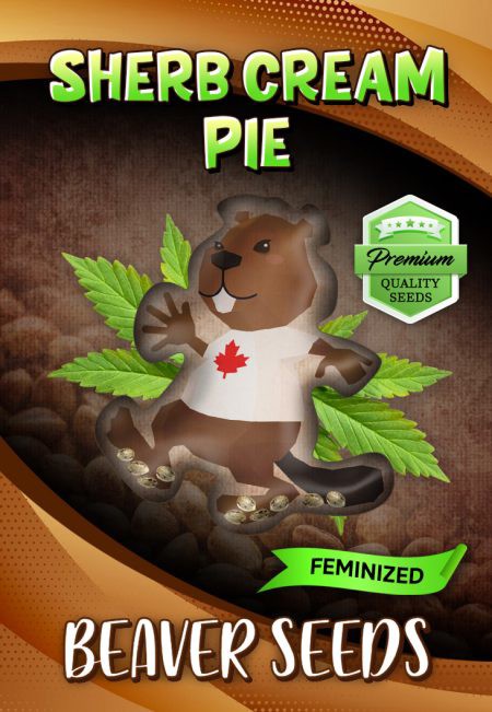 Sherb Cream Pie-image