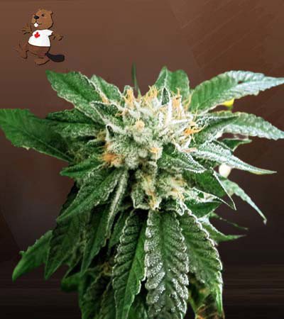 Shiatsu Kush Regular