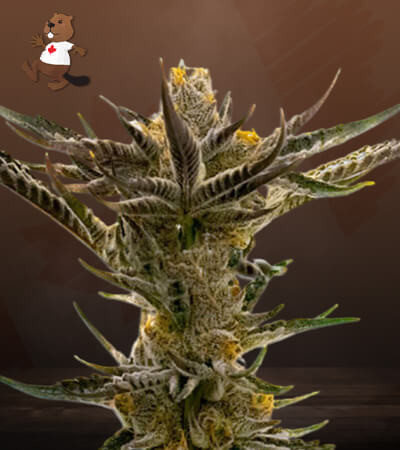 Shiskaberry Kush-image