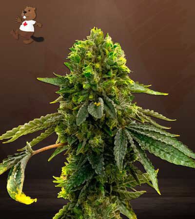 Shiskaberry Punch