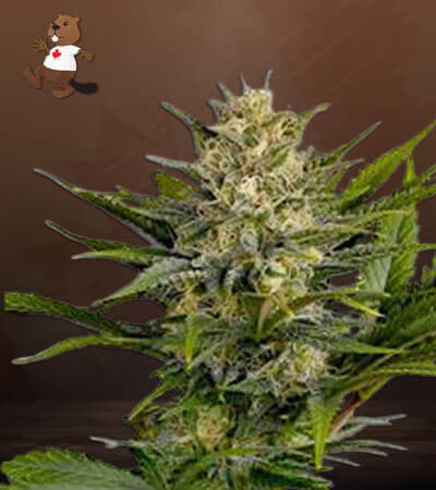 Skunk