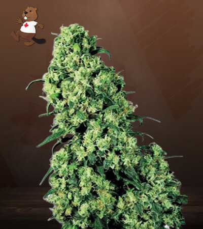 Skunk #1-image