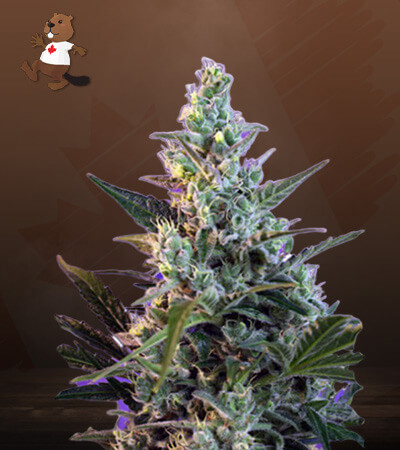Skunk Feminized Fast Version