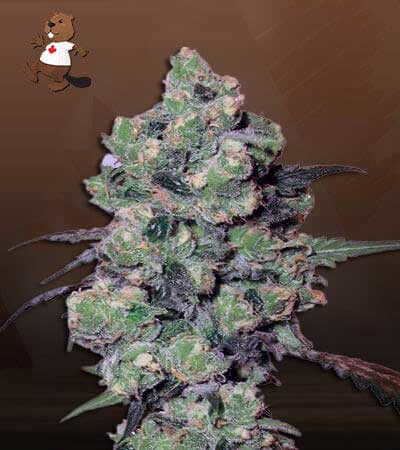 Skunkberry-image