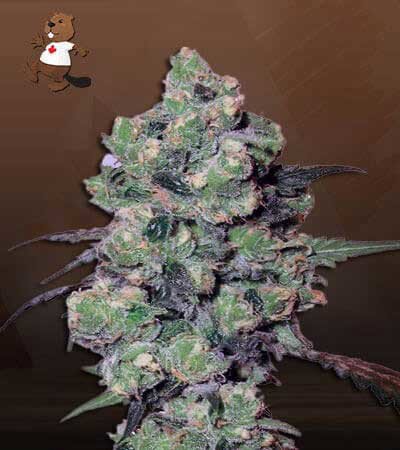 Skunkberry