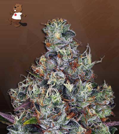 Sour OG