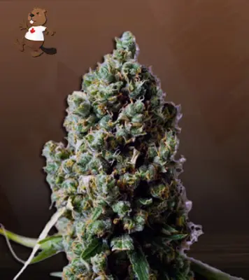 Sour Pinot Autoflowering