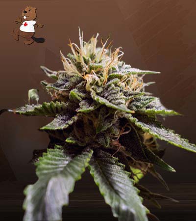 Sour Strawberry-image