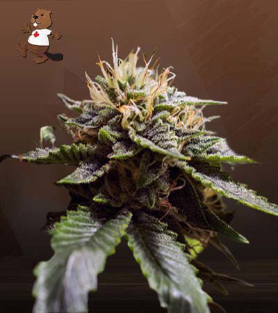 Sour Strawberry