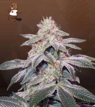 Sugar Kush Feminized Fast Version