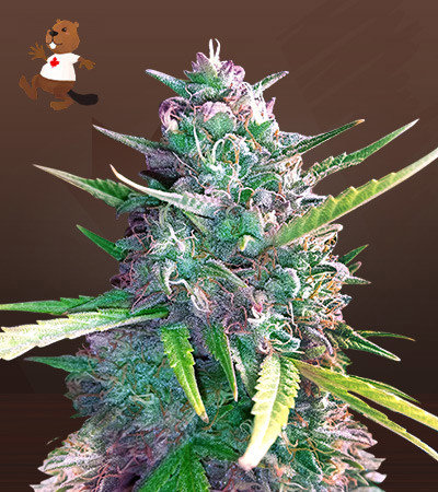 Super Glue