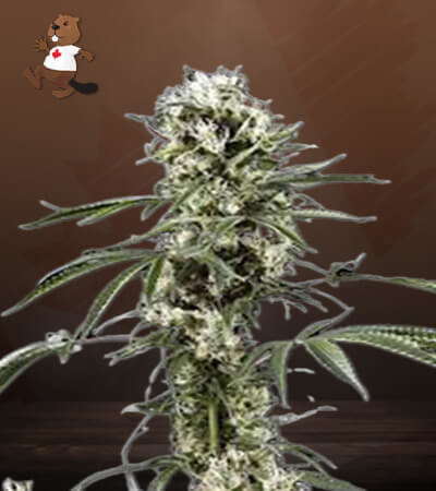 Super Lemon Haze-image