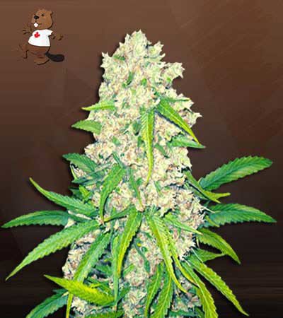 Super Silver Haze
