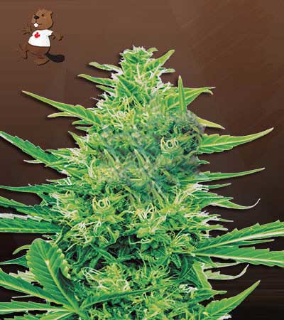 Super Silver Haze CBD-image