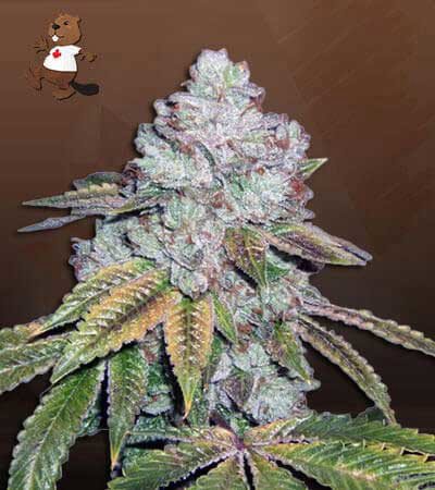 Tahoe OG