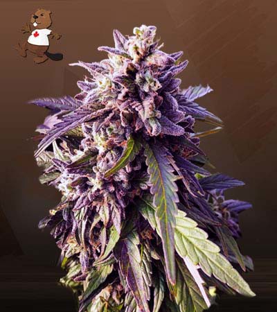 Texeda Timewarp Regular-image