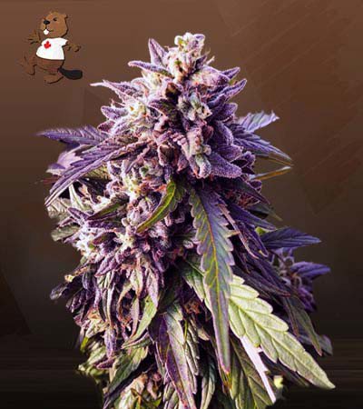 Texeda Timewarp Regular