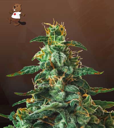 Thin Mint Autoflowering