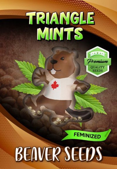 Triangle Mints
