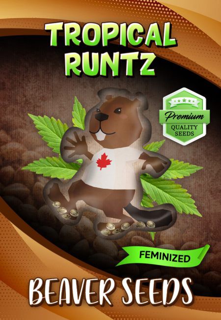Tropical Runtz-image