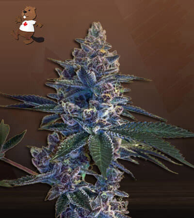 Tropicana Cookies
