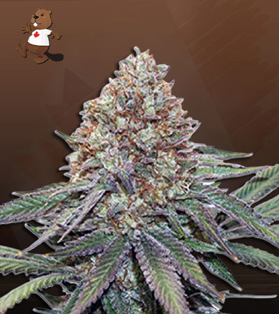 Ultra Bomb Cookie-image